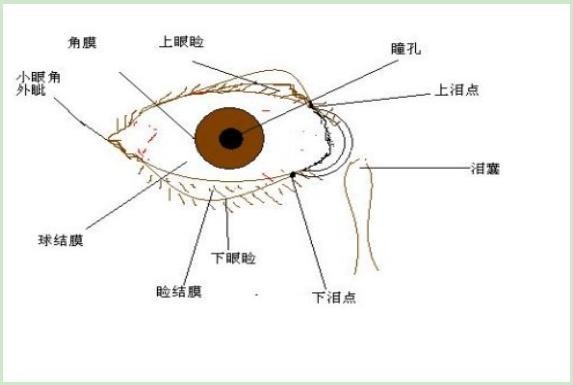 睑怎么读