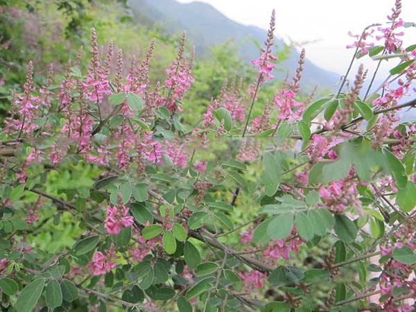 多花木兰种子什么时候开花