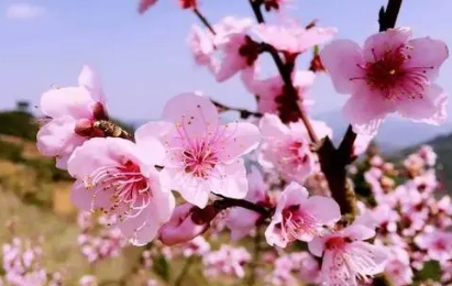 桃花坞里桃花庵 桃花庵下桃花仙全诗是什么?