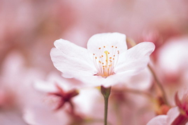 樱花草的花语是什么