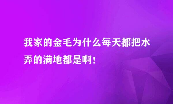 我家的金毛为什么每天都把水弄的满地都是啊！