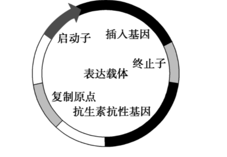 基因表达载体的构建是什么?