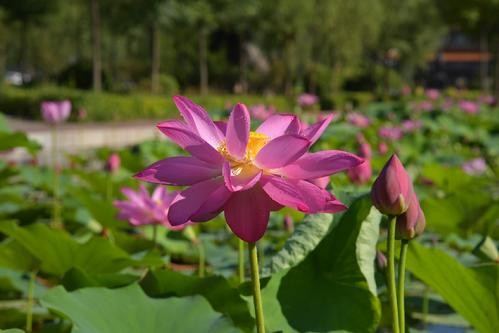 沧州师范学院怎么样