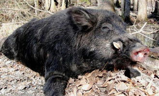 杭州野猪冲进商场厕所被现场打晕制服，我们在遇到野猪的时候该注意些什么？