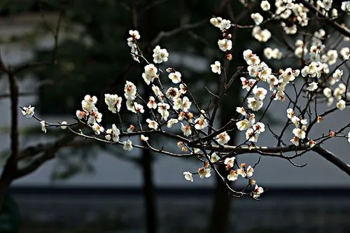 不经一番寒彻骨,怎得梅花扑鼻香全诗