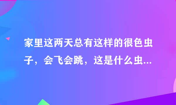 家里这两天总有这样的很色虫子，会飞会跳，这是什么虫怎么彻底消灭！