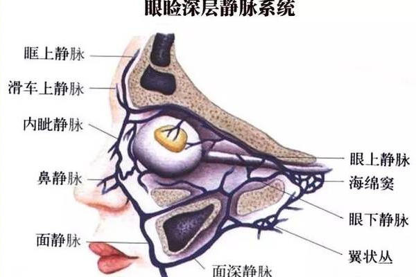 眼睑的意思