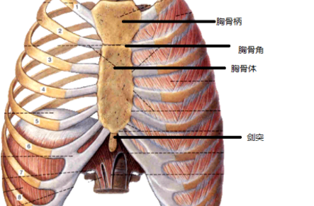 剑突是指身体那个部位