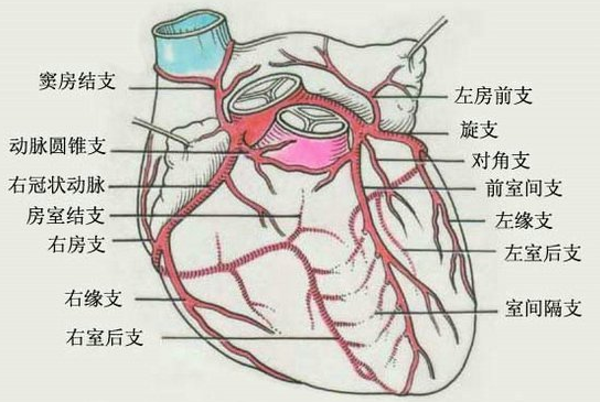 冠状动脉名词解释