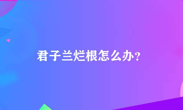 君子兰烂根怎么办？