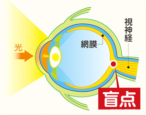 人从古至今进化了多少年？在身体上有哪些不合理的地方？