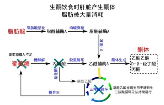 酮体高是什么原因引起的呢?