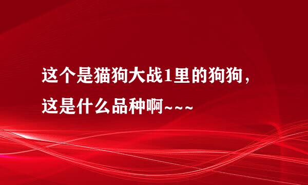 这个是猫狗大战1里的狗狗，这是什么品种啊~~~