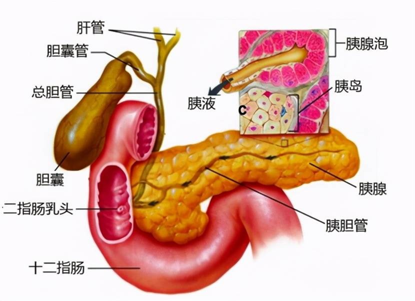 胆囊息肉最佳治疗方法是什么？