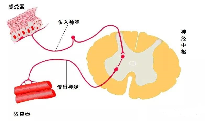 什么叫反射？