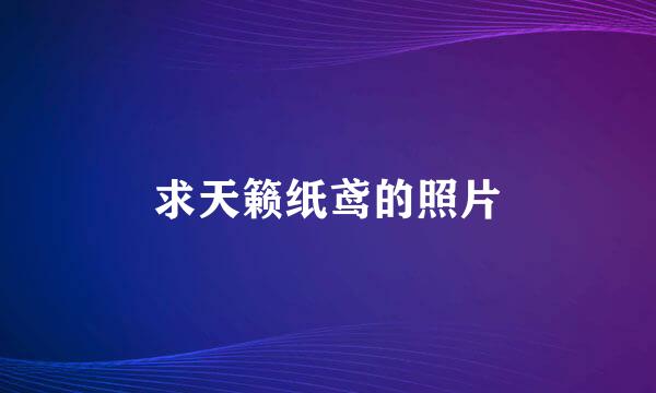 求天籁纸鸢的照片