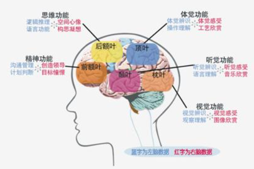 人脑的全结构图及功能