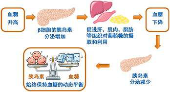 免疫的功能是什么？