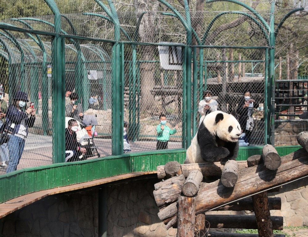 北京游客在动物园打架，动物纷纷模仿，它们的模仿力有多强？