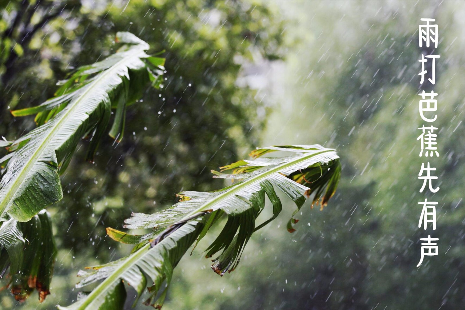 描写“夜雨”的诗句有哪些？