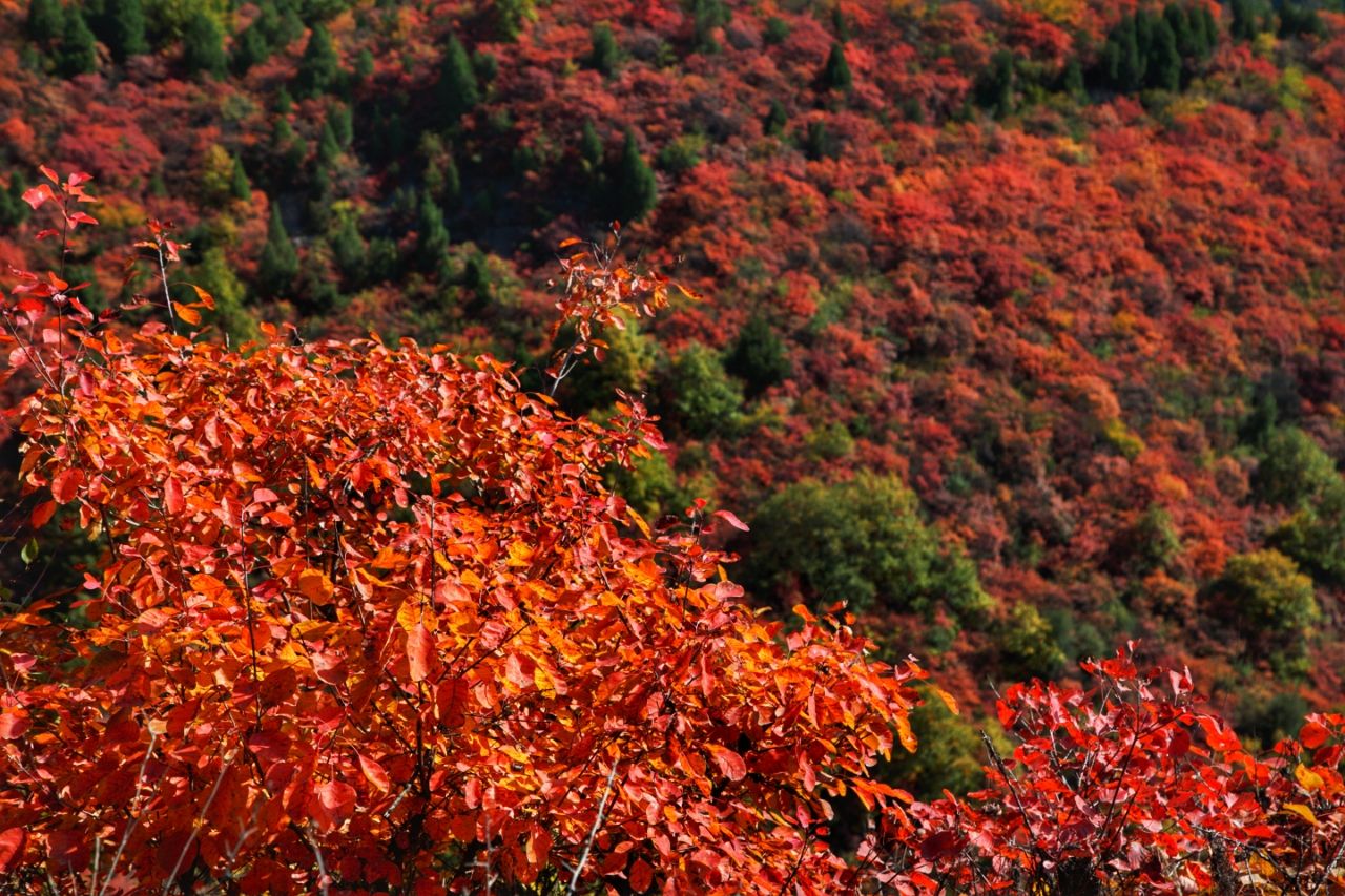 电视剧《香山叶正红》一共多少集?