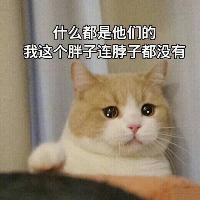 如何给猫咪减肥？