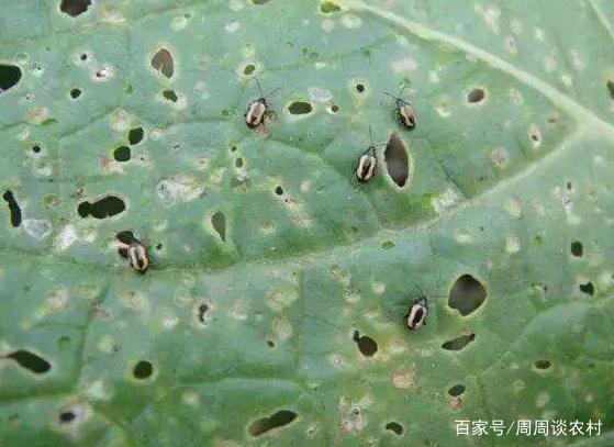 西红柿怎么种植方法 视频