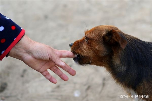 安阳把《小莉帮忙》为难哭的狗主人想和解，此事中哪些细节值得关注？