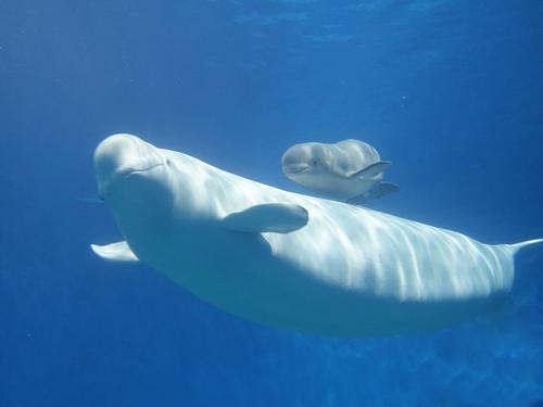 芝加哥水族馆拍下白鲸产子的瞬间，白鲸是如何生产的？