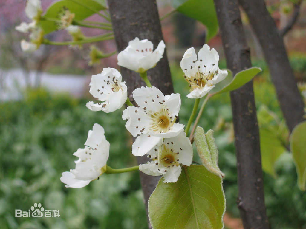 故宫里的承乾宫开着白花那是什么树