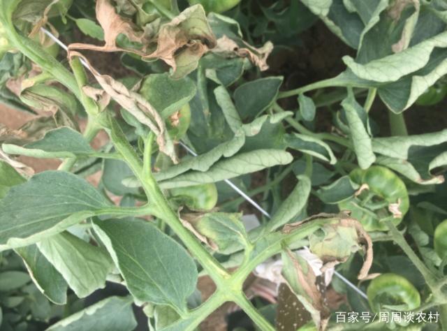 西红柿怎么种植方法 视频