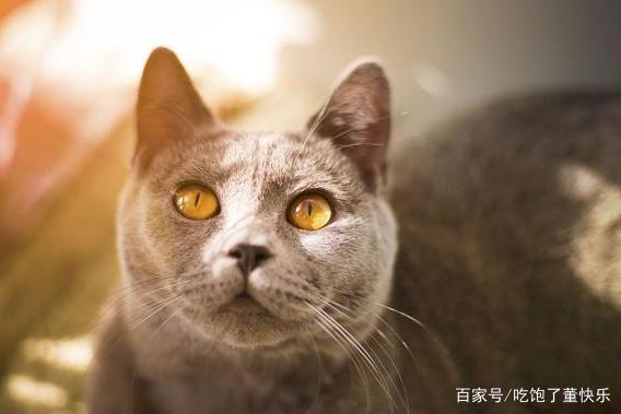 虐猫大学生被学校劝退学，曾电击、火烧虐猫，网友：心里有问题，后来如何？