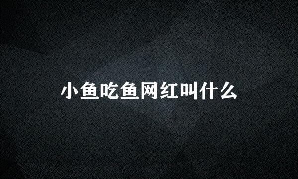 小鱼吃鱼网红叫什么