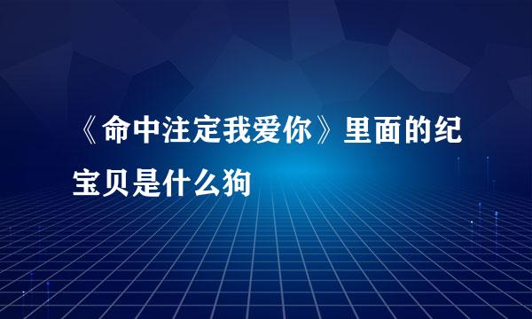 《命中注定我爱你》里面的纪宝贝是什么狗