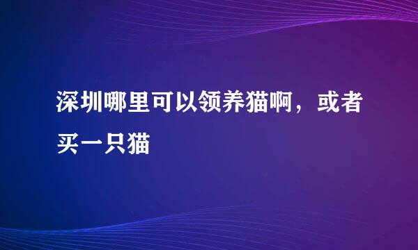 深圳哪里可以领养猫啊，或者买一只猫