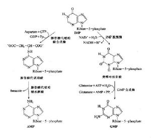 核苷酸的嘌呤核苷酸