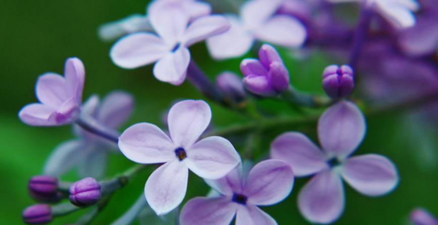 丁香花菩提树讲什么的