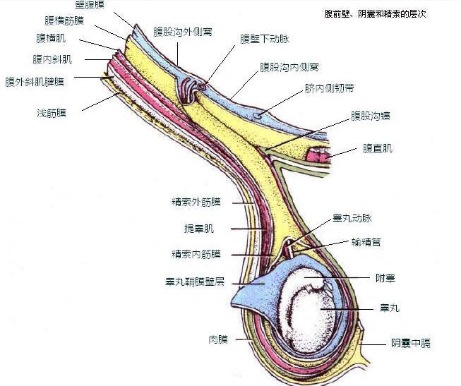 名词解释：精索