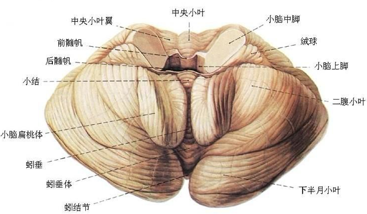 人脑中控制人平衡力的是什么？