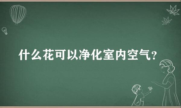 什么花可以净化室内空气？