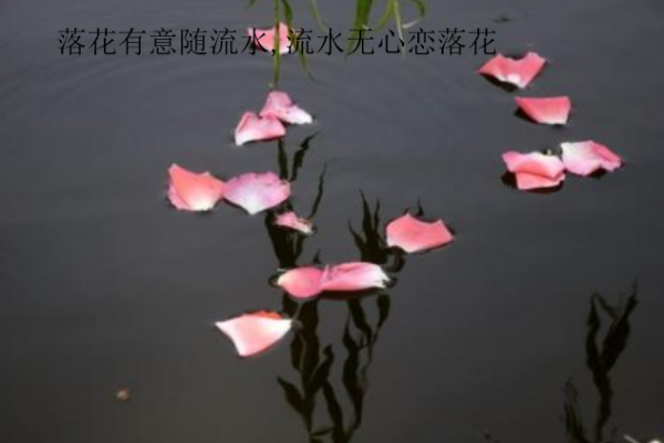 落花有意随流水,流水无心恋落花全诗是什么？