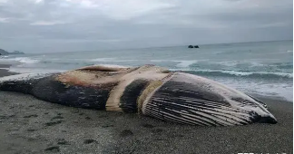 9米鲸鱼搁浅大连海滩，嘴部胀得如皮球，如何避免发生鲸爆？