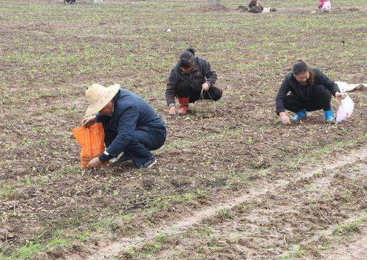 承包商收花生遭数百村民哄抢，你有过类似的遭遇吗？