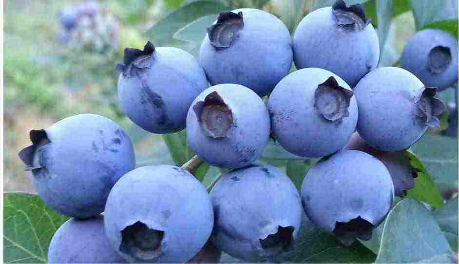 蓝梅(Blueberries)有什么营养价值？