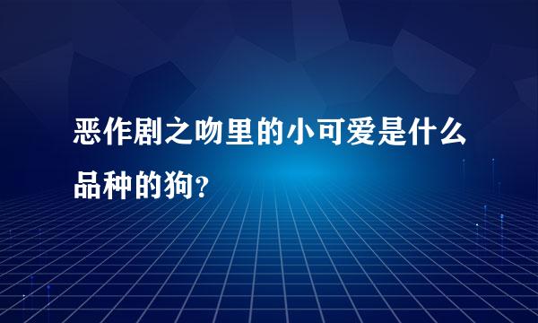 恶作剧之吻里的小可爱是什么品种的狗？