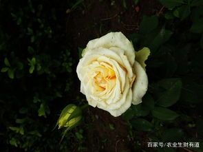 月季花施什么肥？