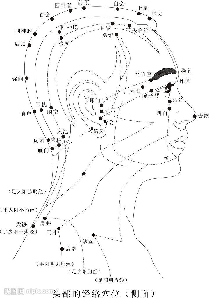 求一个人体头部经络图