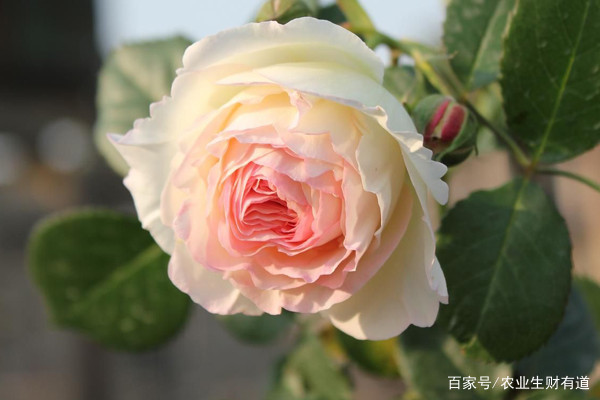 月季花施什么肥？