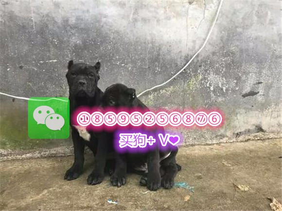 卡斯罗犬价格?