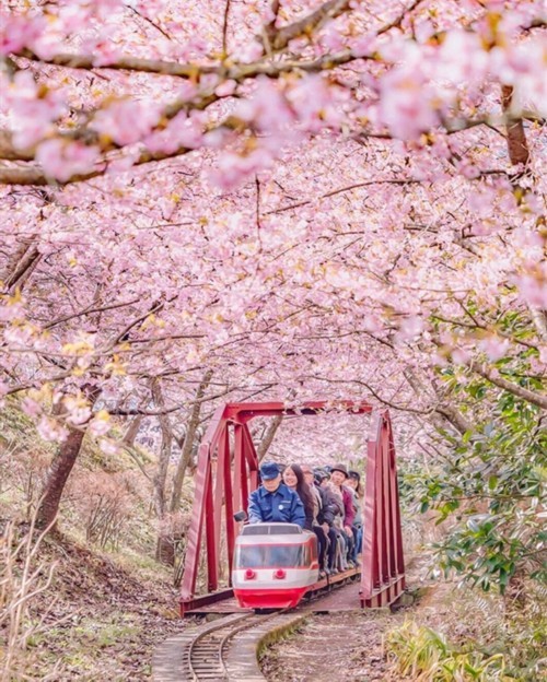 关于日本早春樱花盛开的介绍。